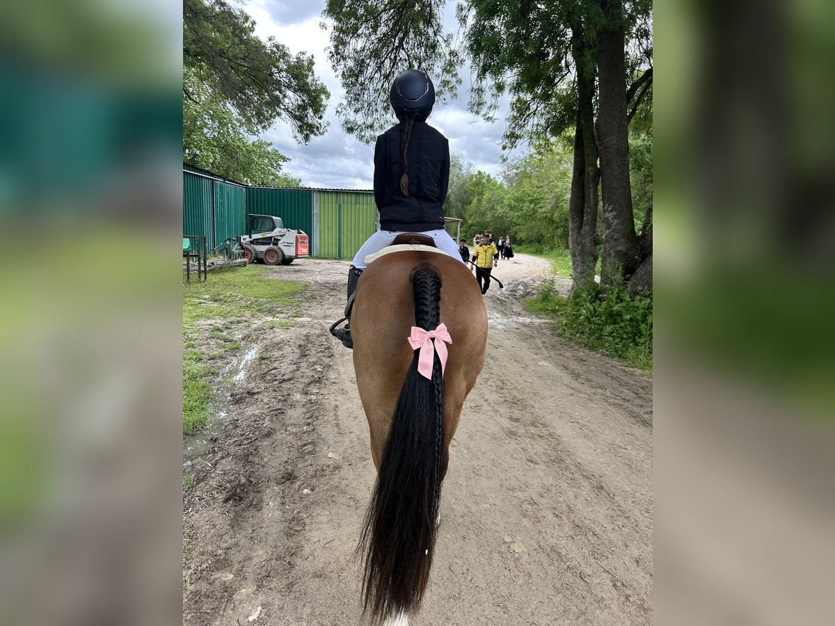 Poni clásico Caballo castrado 8 años 140 cm Alazán in Castellon De La Plana/Castello De La Pla Poni clásico Caballo castrado 8 años 140 cm Alazán in Castellon De La Plana/Castello De La Pla