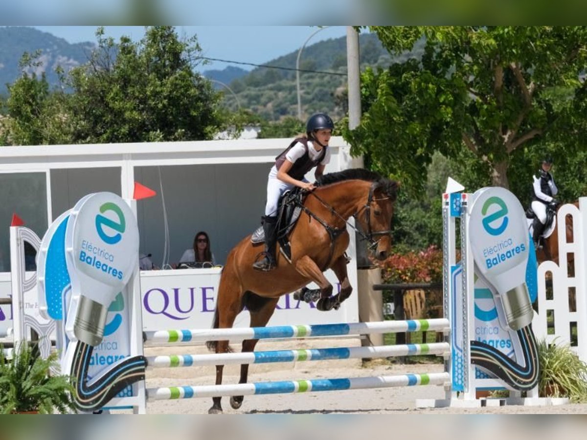 Poni clásico Caballo castrado 9 años 145 cm Castaño in Sa Font Seca/La Font Seca