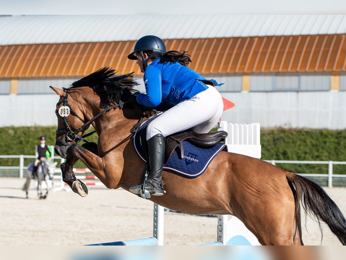 Poni clásico Semental 6 años 148 cm Castaño claro in Nowe  Miasteczko