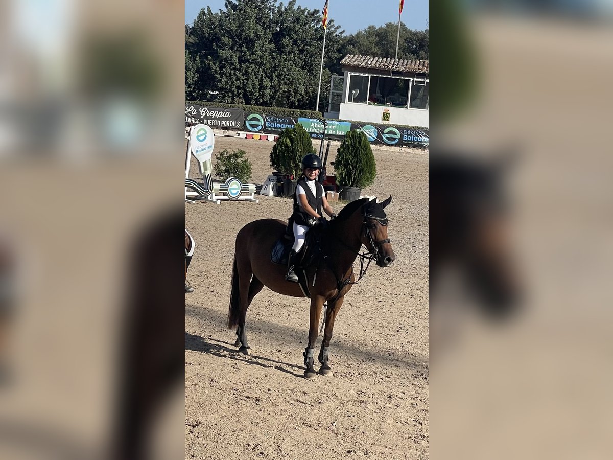 Poni clásico Yegua 9 años 145 cm Castaño in Bunyola