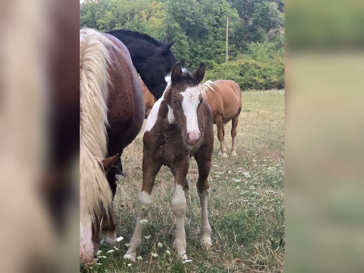 Poni clásico Mestizo Yegua Potro (07/2025) 145 cm Champán in Rompon