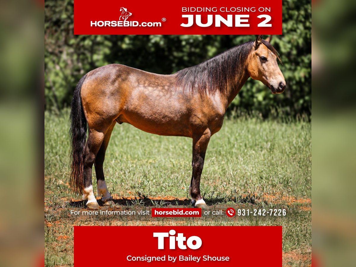 Poni cuarto de milla Caballo castrado 11 años 137 cm Buckskin/Bayo in Santa Fe, TN