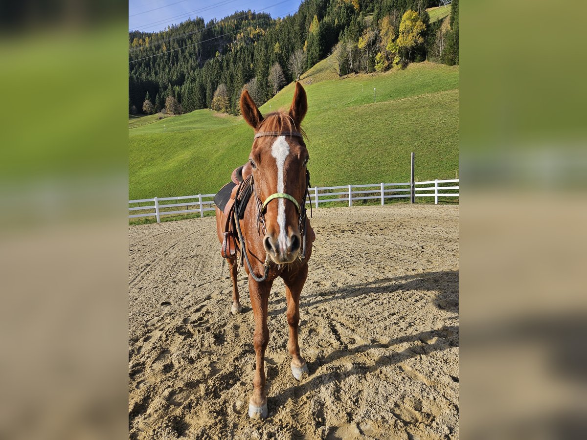 Poni cuarto de milla Caballo castrado 16 años 156 cm Alazán in Gerlos