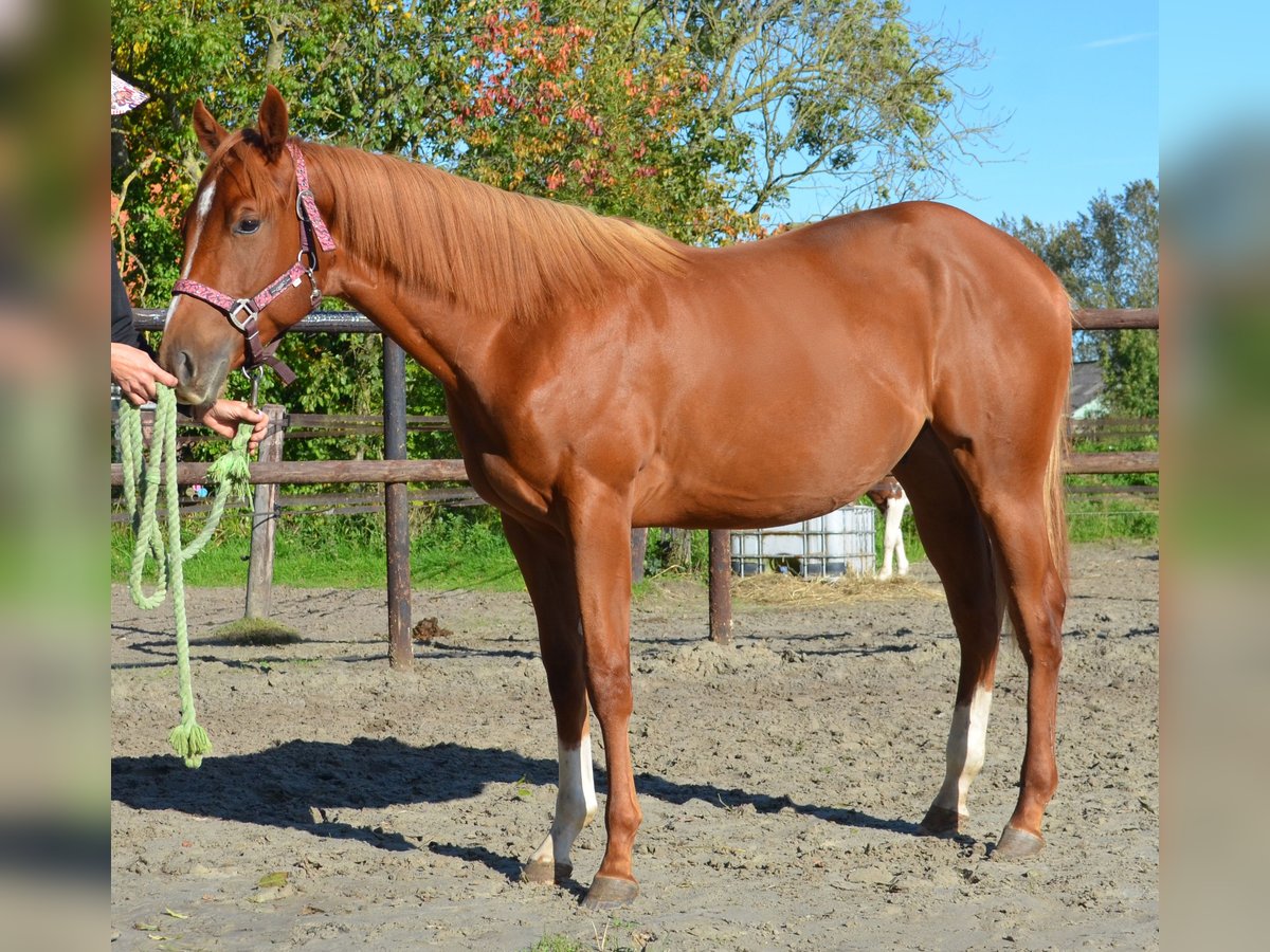 Poni cuarto de milla Caballo castrado 1 año 150 cm Alazán rojizo in Sneek