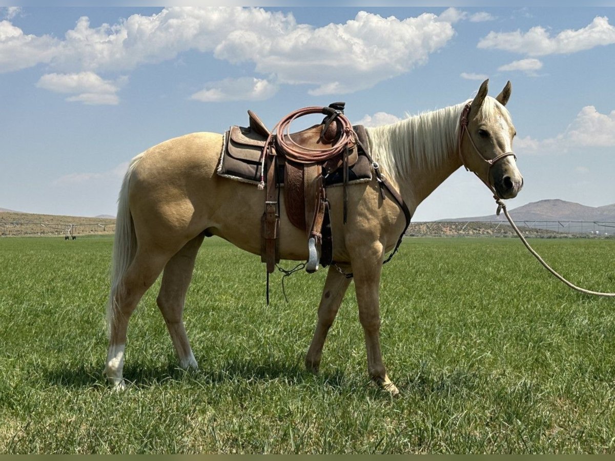 Poni cuarto de milla Caballo castrado 2 años in Austin