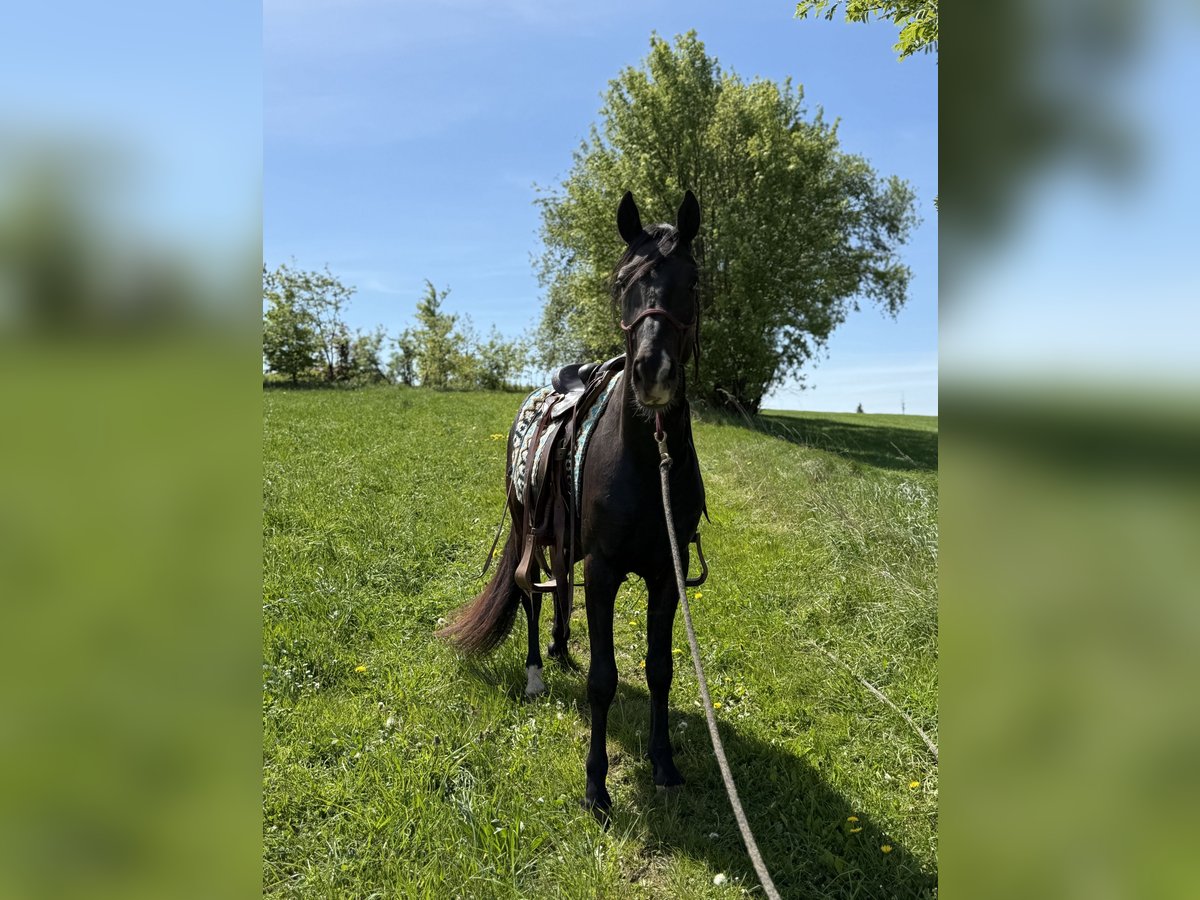 Poni cuarto de milla Caballo castrado 3 años 152 cm Negro in Helmbrechts