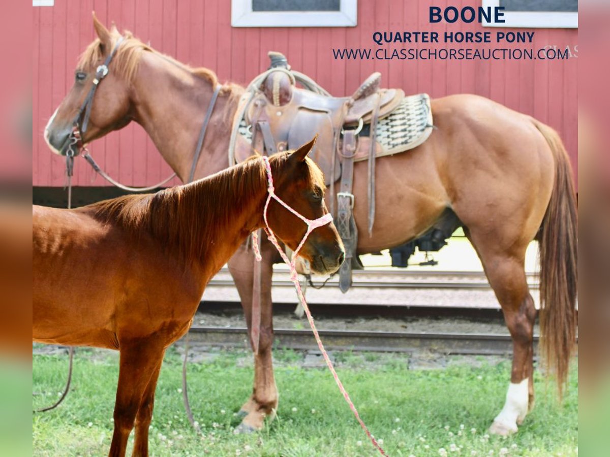 Poni cuarto de milla Caballo castrado 4 años 132 cm Alazán rojizo in Willow Springs, MO