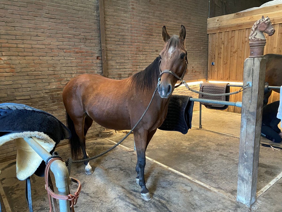 Poni cuarto de milla Caballo castrado 4 años 145 cm Castaño in Aachen