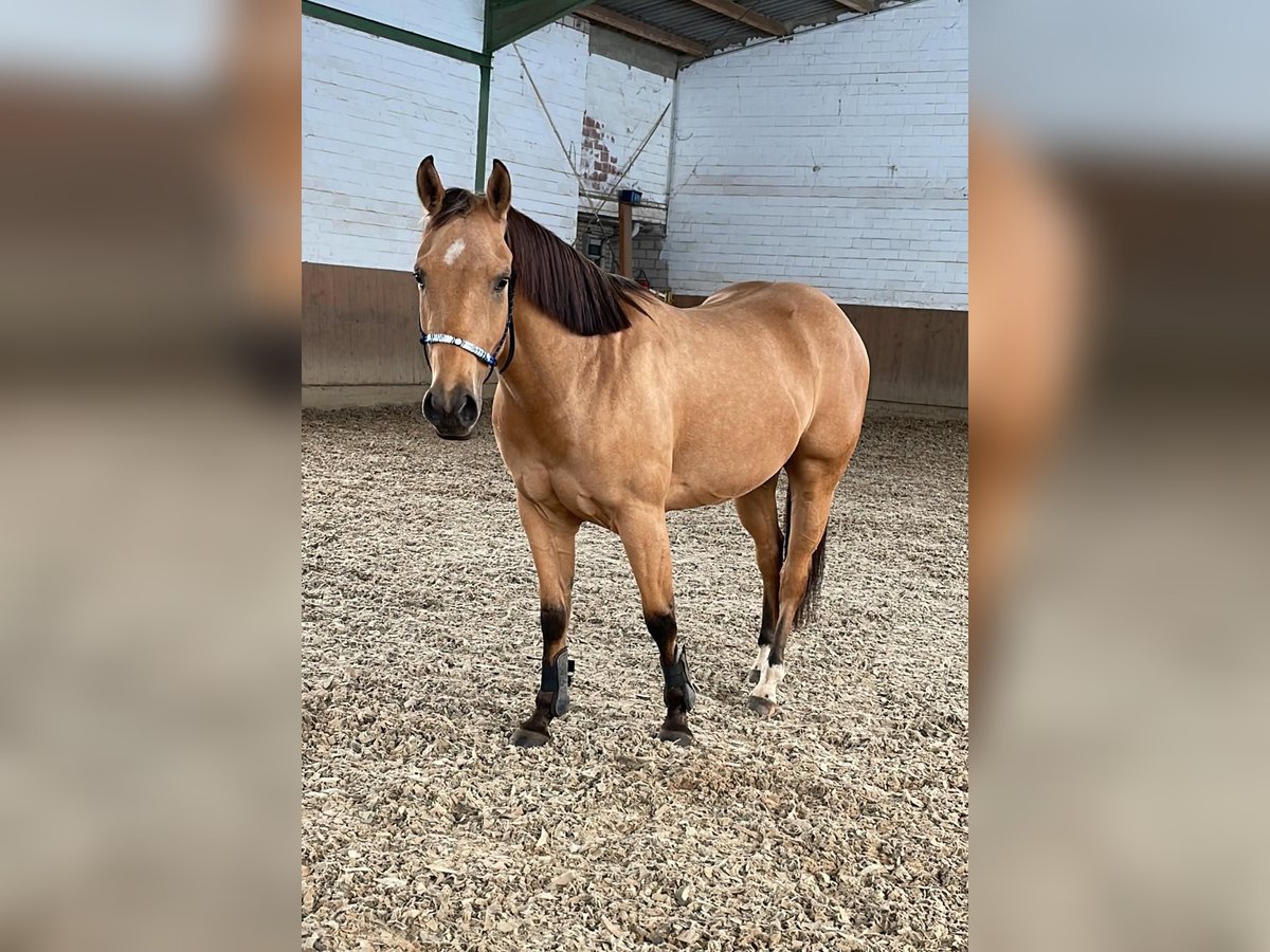 Poni cuarto de milla Caballo castrado 4 años 146 cm Buckskin/Bayo in Stadthagen