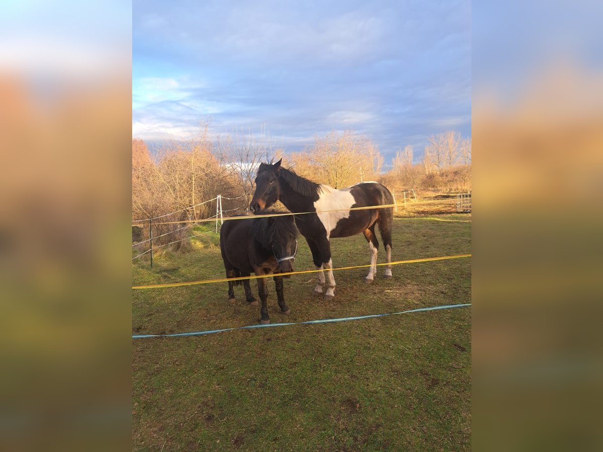 Poni cuarto de milla Mestizo Caballo castrado 5 años 154 cm Pío in Röblingen am See