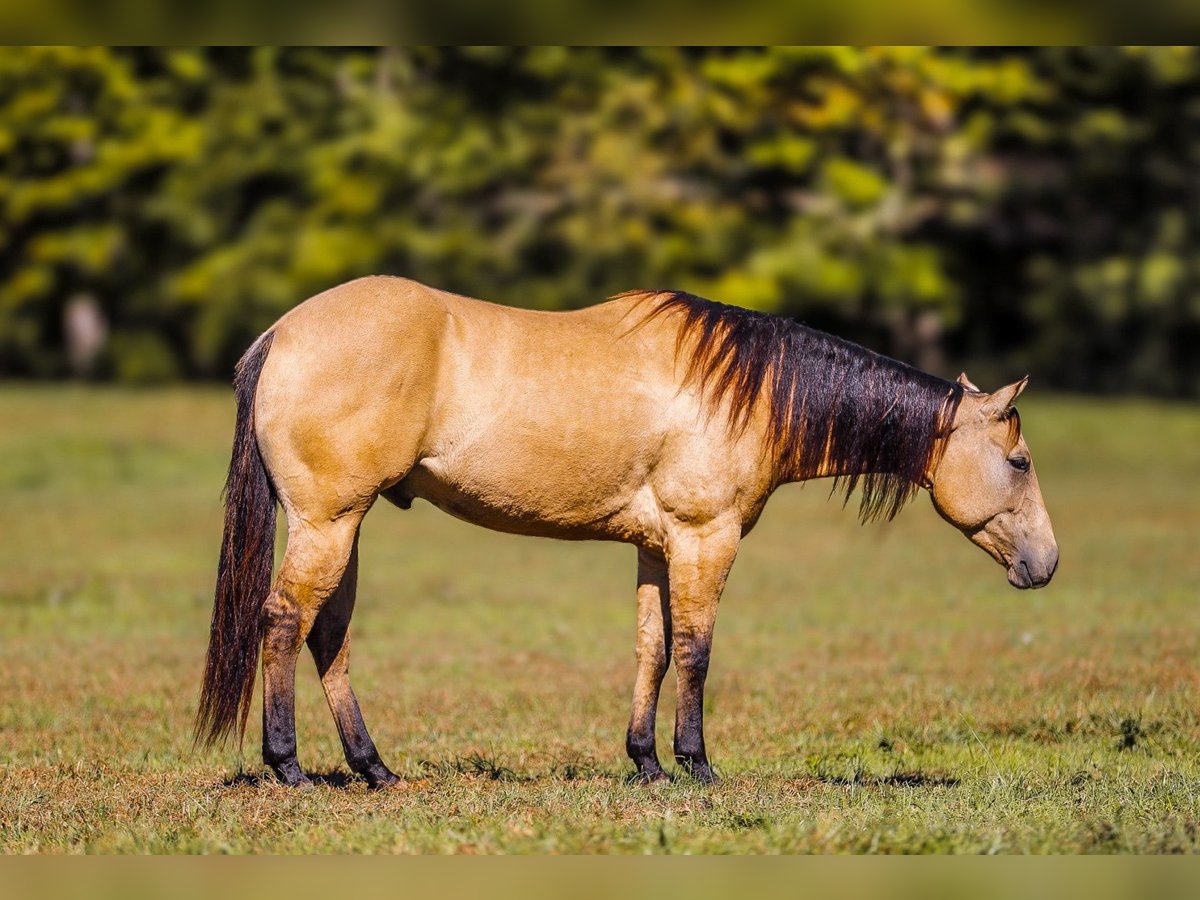 Poni cuarto de milla Caballo castrado 5 años Castaño in Miami