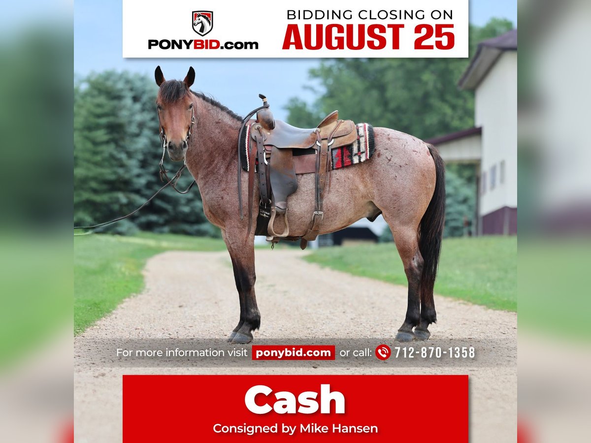 Poni cuarto de milla Caballo castrado 6 años 137 cm Castaño-ruano in Kingsley