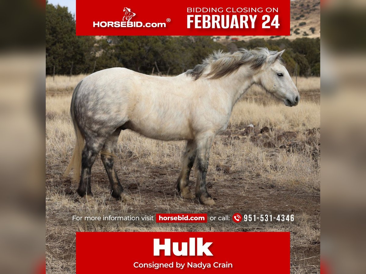 Poni cuarto de milla Mestizo Caballo castrado 6 años 140 cm Tordo rodado in Camp Verde, AZ