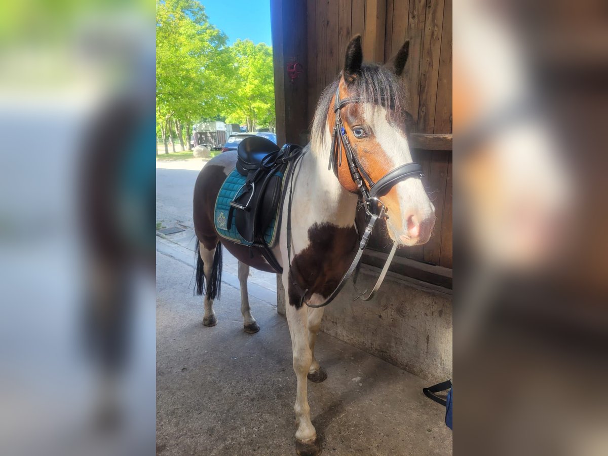 Poni cuarto de milla Caballo castrado 6 años 141 cm Pío in Gro&#xDF;ensee