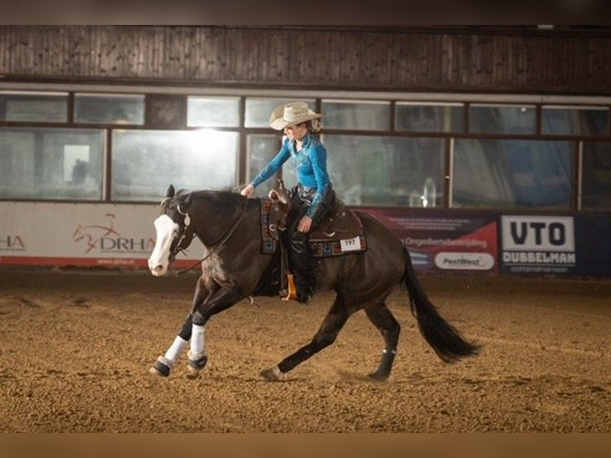 Poni cuarto de milla Caballo castrado 6 años 150 cm Negro in Luxemburg