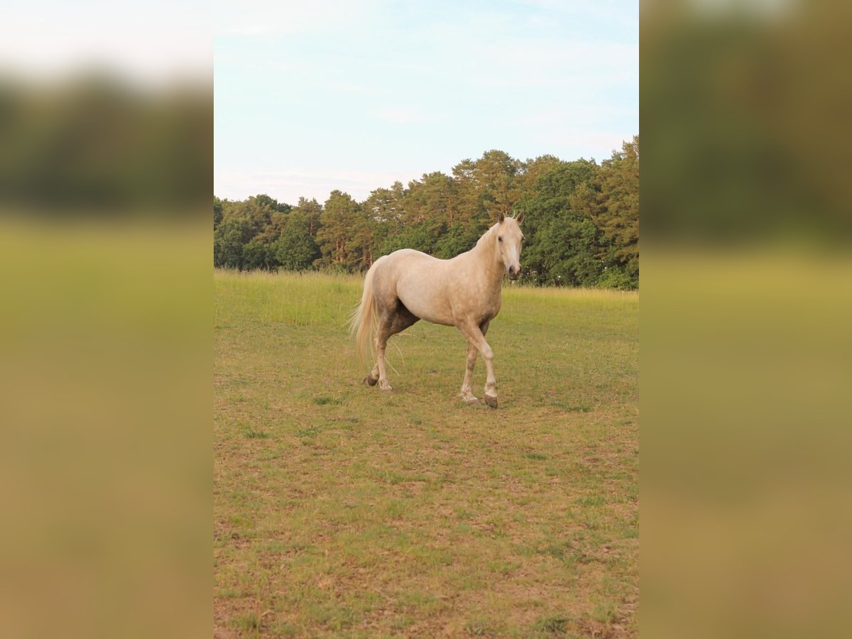 Poni cuarto de milla Caballo castrado 7 años 154 cm Palomino in Groß Templin