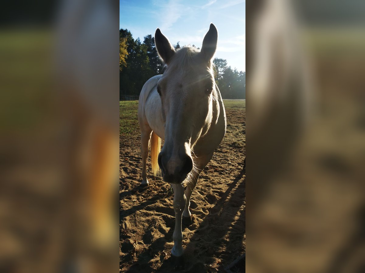 Poni cuarto de milla Caballo castrado 7 años 154 cm Palomino in Groß Templin