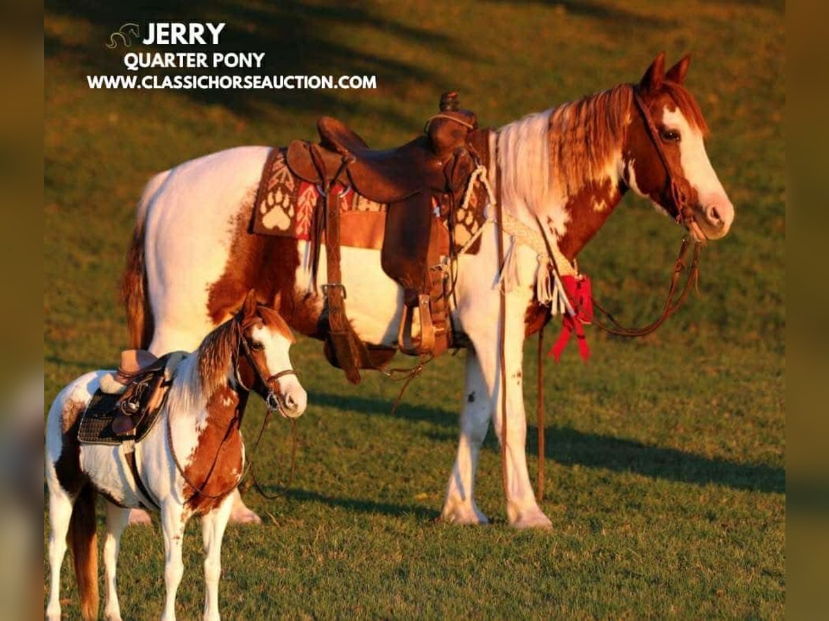 Poni cuarto de milla Caballo castrado 8 años 132 cm Tobiano-todas las-capas in Stephenville, TX