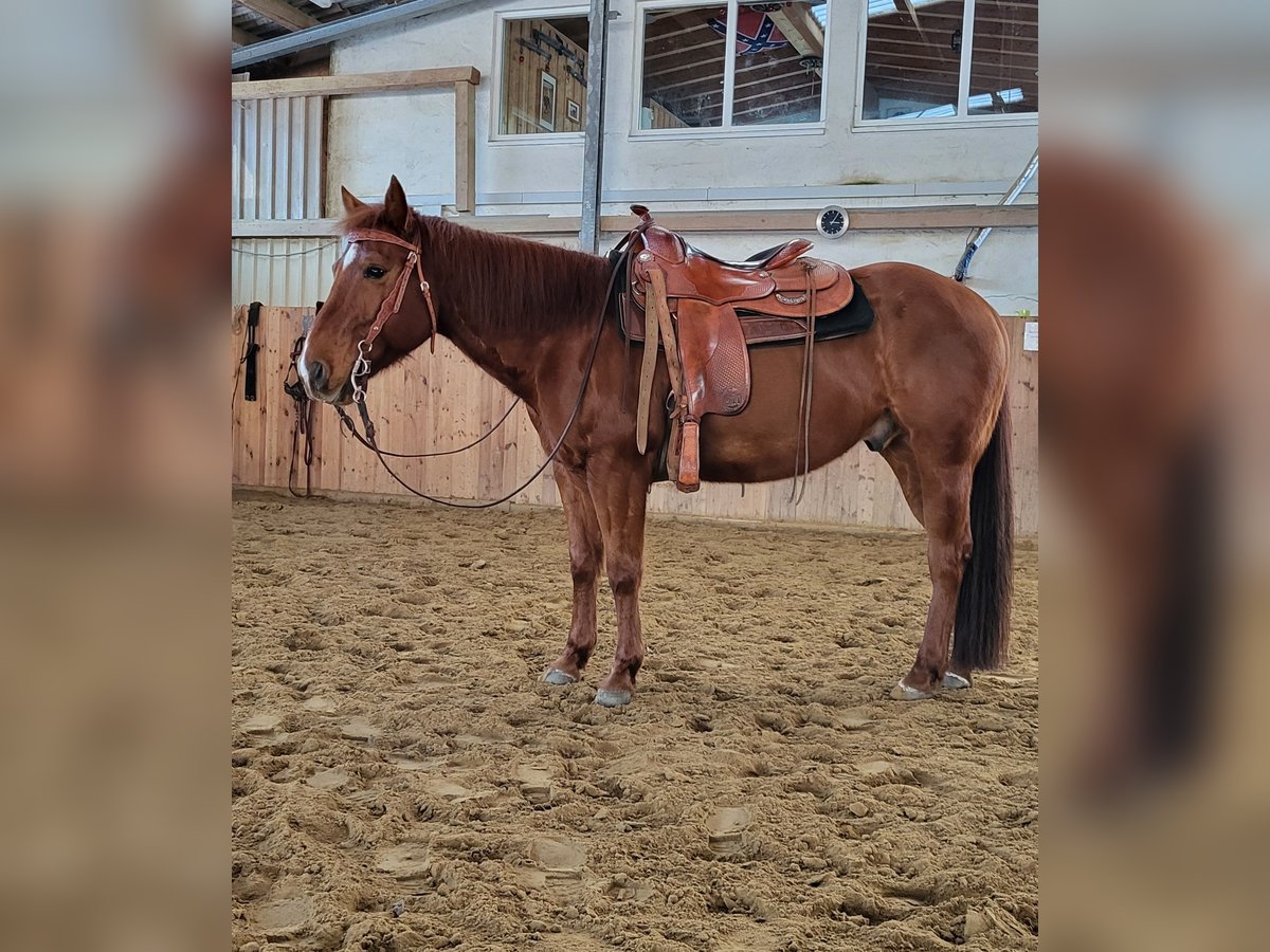 Poni cuarto de milla Caballo castrado 9 años 145 cm Alazán in Denkingen