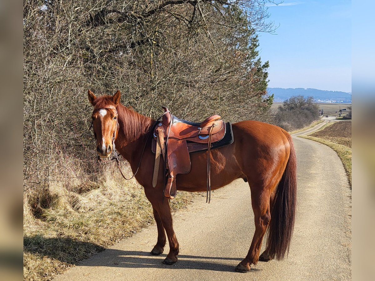 Poni cuarto de milla Caballo castrado 9 años 145 cm Alazán in Denkingen