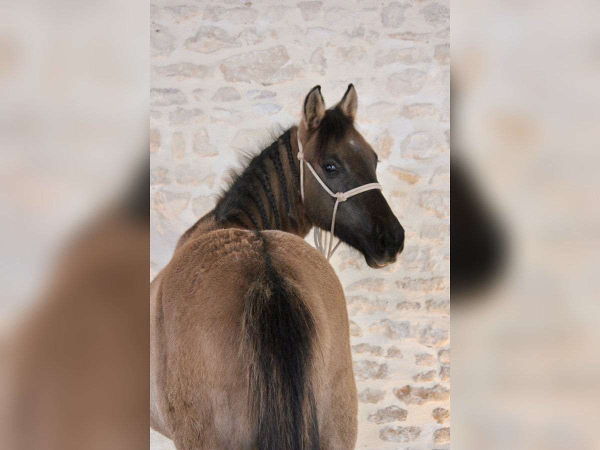 Poni cuarto de milla Semental 1 año 125 cm Grullo in Clavette