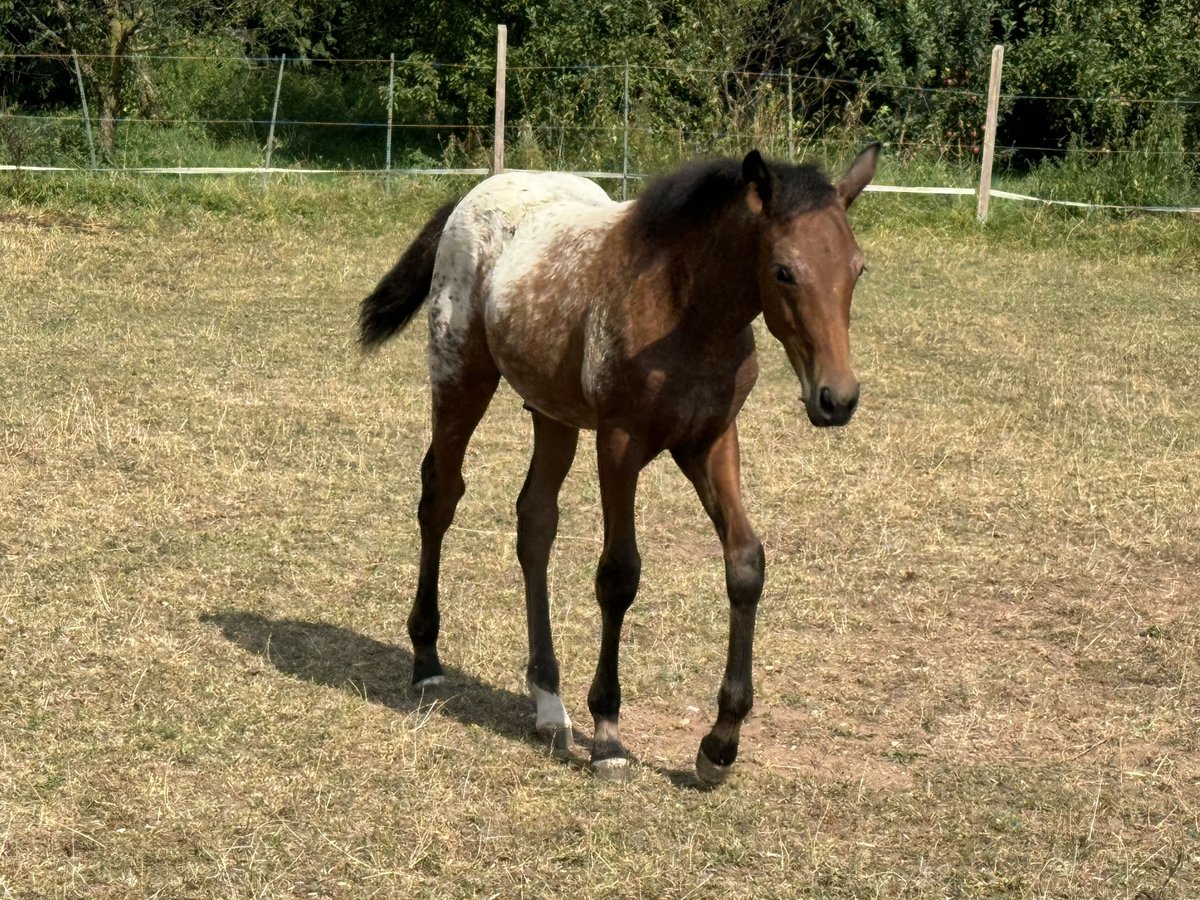 Poni cuarto de milla Semental 1 año 148 cm Atigrado/Moteado in Ansbach