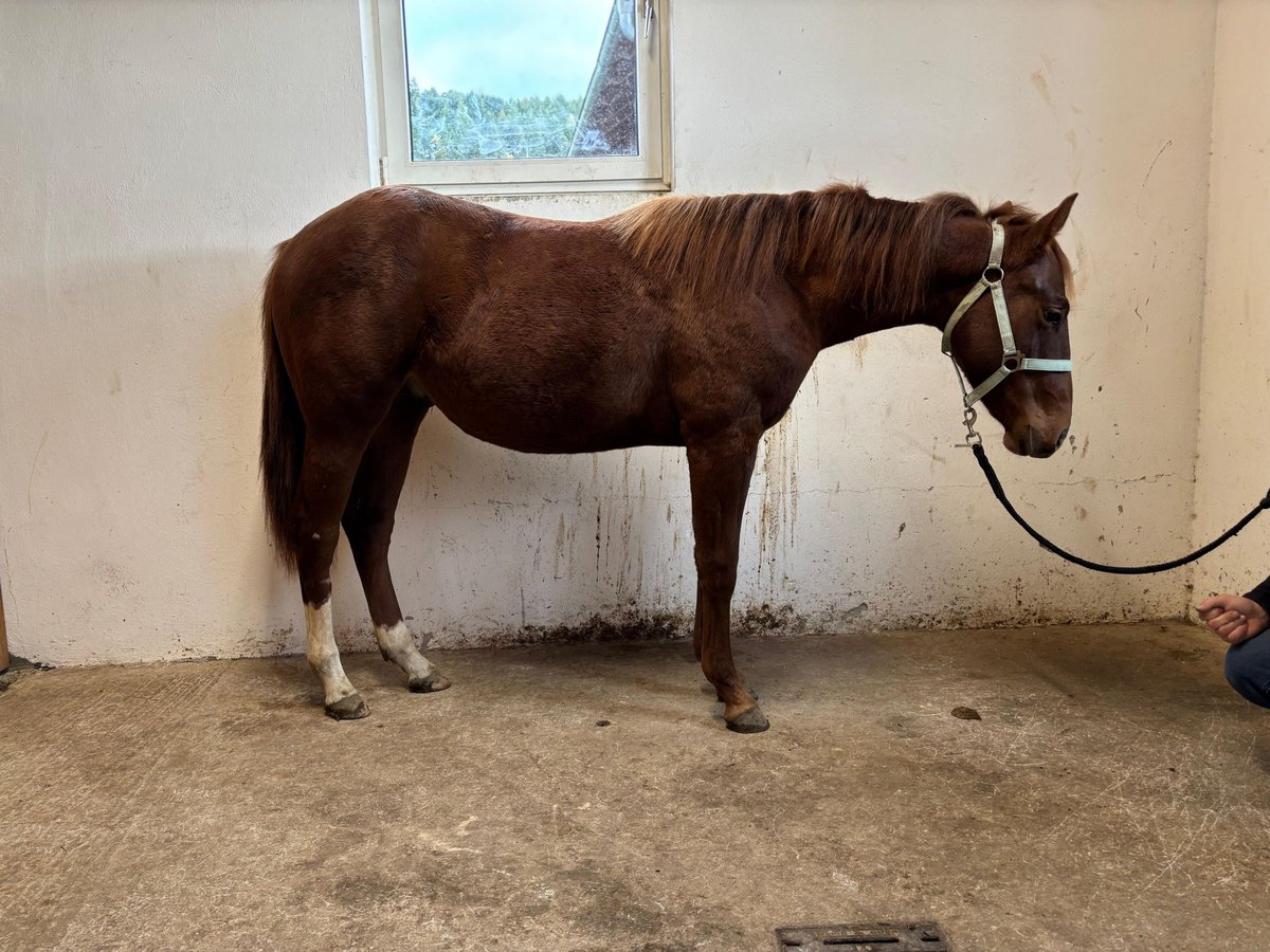 Poni cuarto de milla Semental 1 año 155 cm Alazán-tostado in Gutau Poni cuarto de milla Semental 1 año 155 cm Alazán-tostado in Gutau