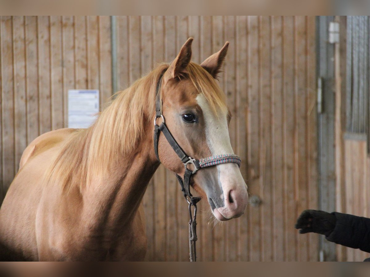 Poni cuarto de milla Mestizo Semental 1 año 157 cm Alazán in Buchen (Odenwald)