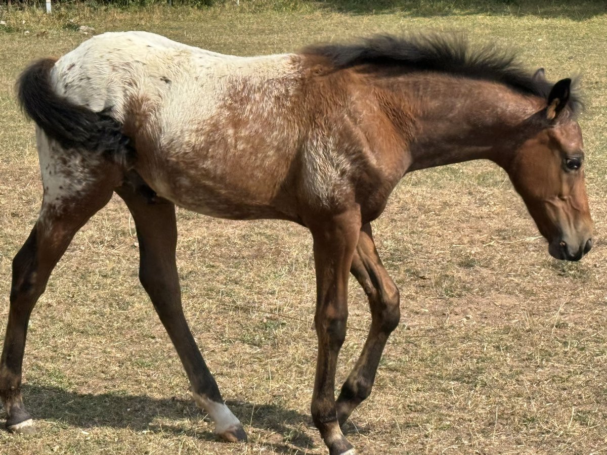 Poni cuarto de milla Semental Potro (05/2024) Castaño in Lichtenau