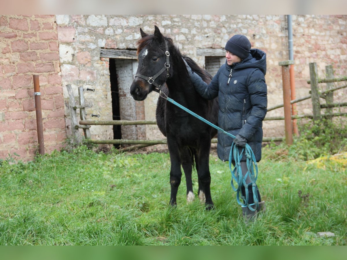 Poni cuarto de milla Mestizo Yegua 1 año 150 cm Negro in Buchen (Odenwald)