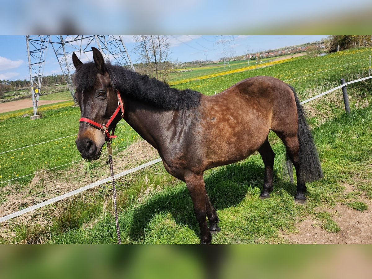 Poni cuarto de milla Mestizo Yegua 23 años 151 cm Castaño in Herzogenaurach