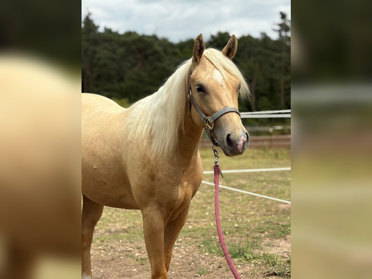 Poni cuarto de milla Yegua 2 años 140 cm Palomino in Sankt Leon-RotSa