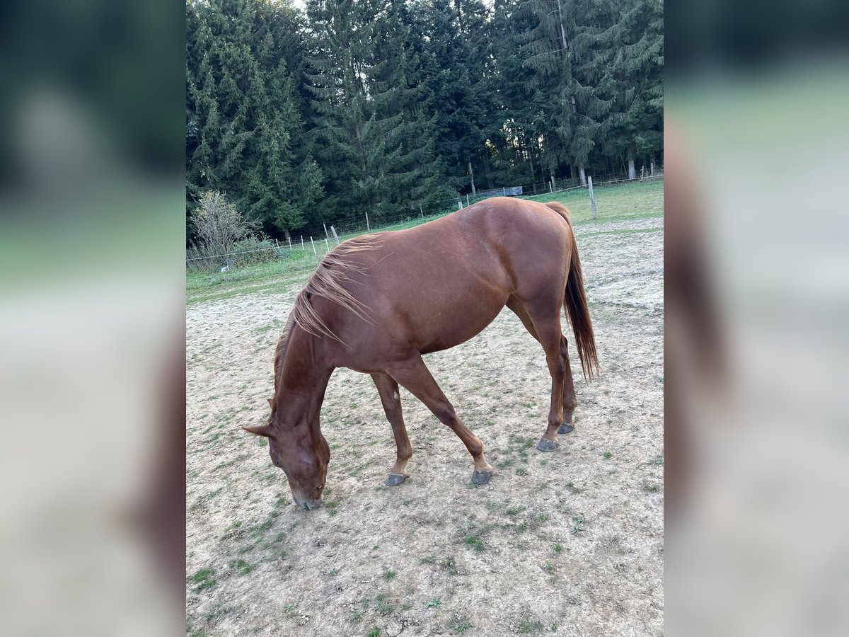 Poni cuarto de milla Yegua 3 años 144 cm Alazán in Obergröningen