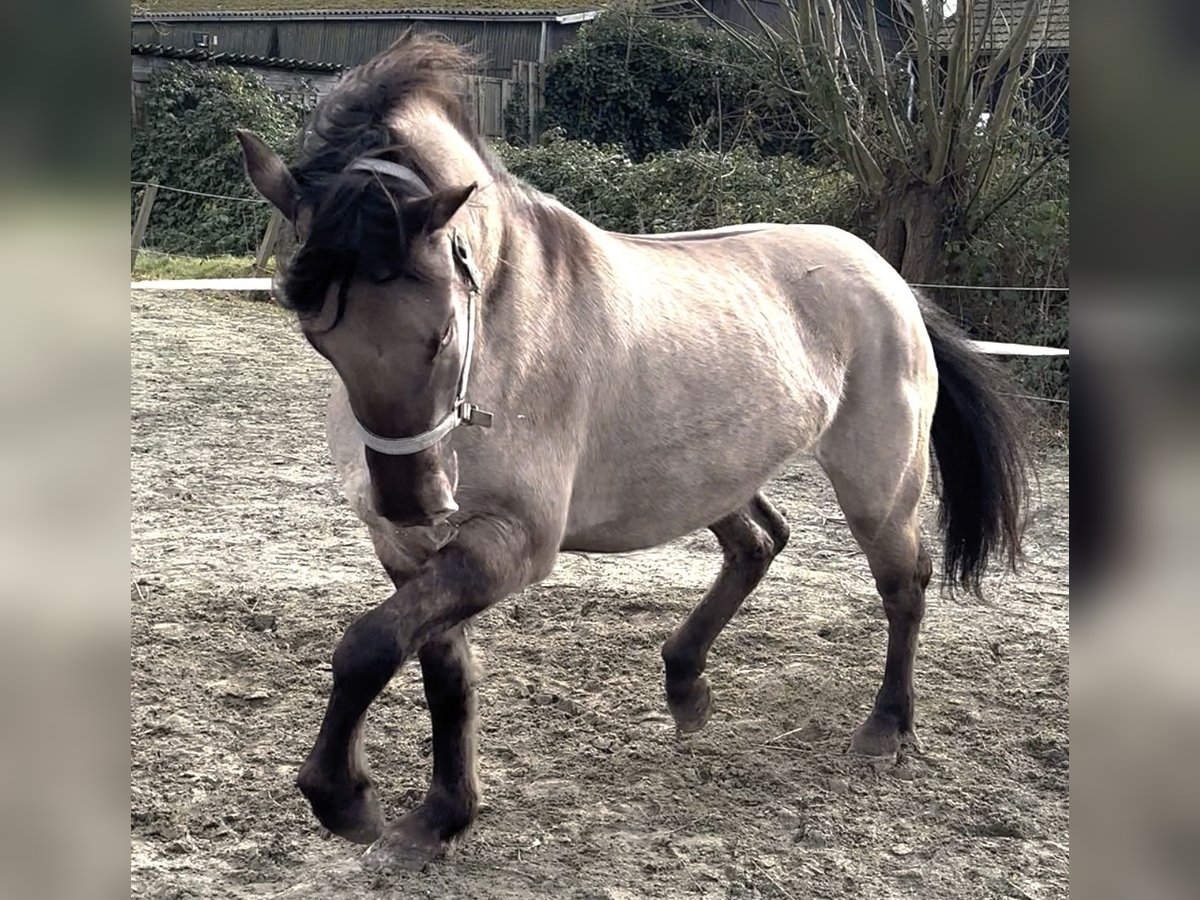 Poni cuarto de milla Mestizo Yegua 4 años 150 cm Champán in Zwartewaal