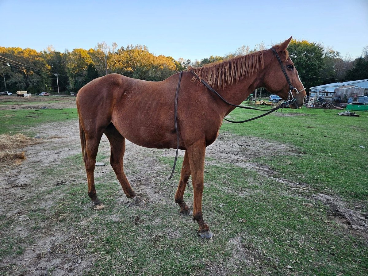 Poni cuarto de milla Mestizo Yegua 8 años 152 cm Castaño in Fort Worth Texas