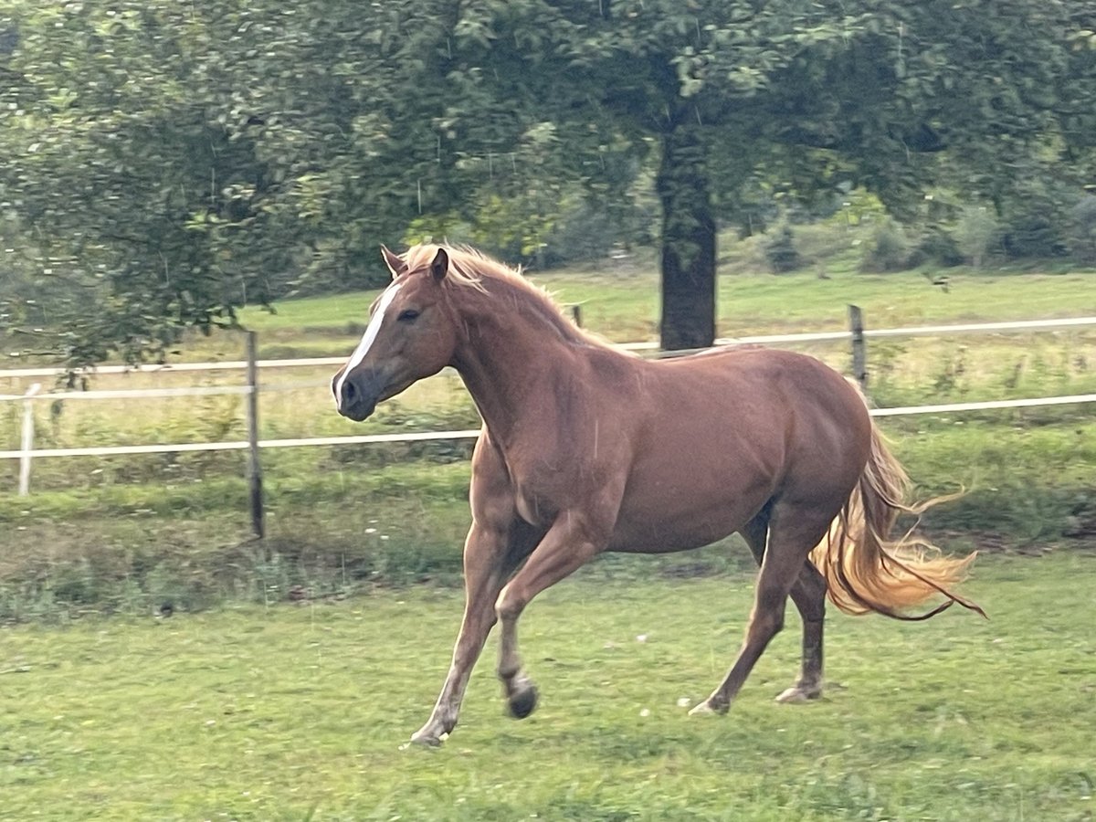 Poni cuarto de milla Mestizo Yegua 9 años 135 cm Palomino in Saarburg