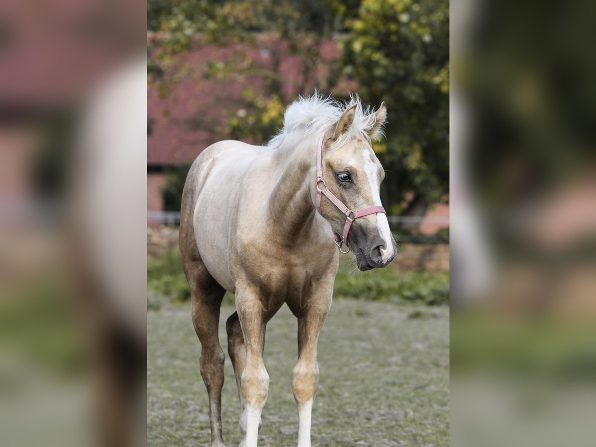 Poni cuarto de milla Yegua Potro (05/2024) 153 cm Palomino in Leybuchtpolder