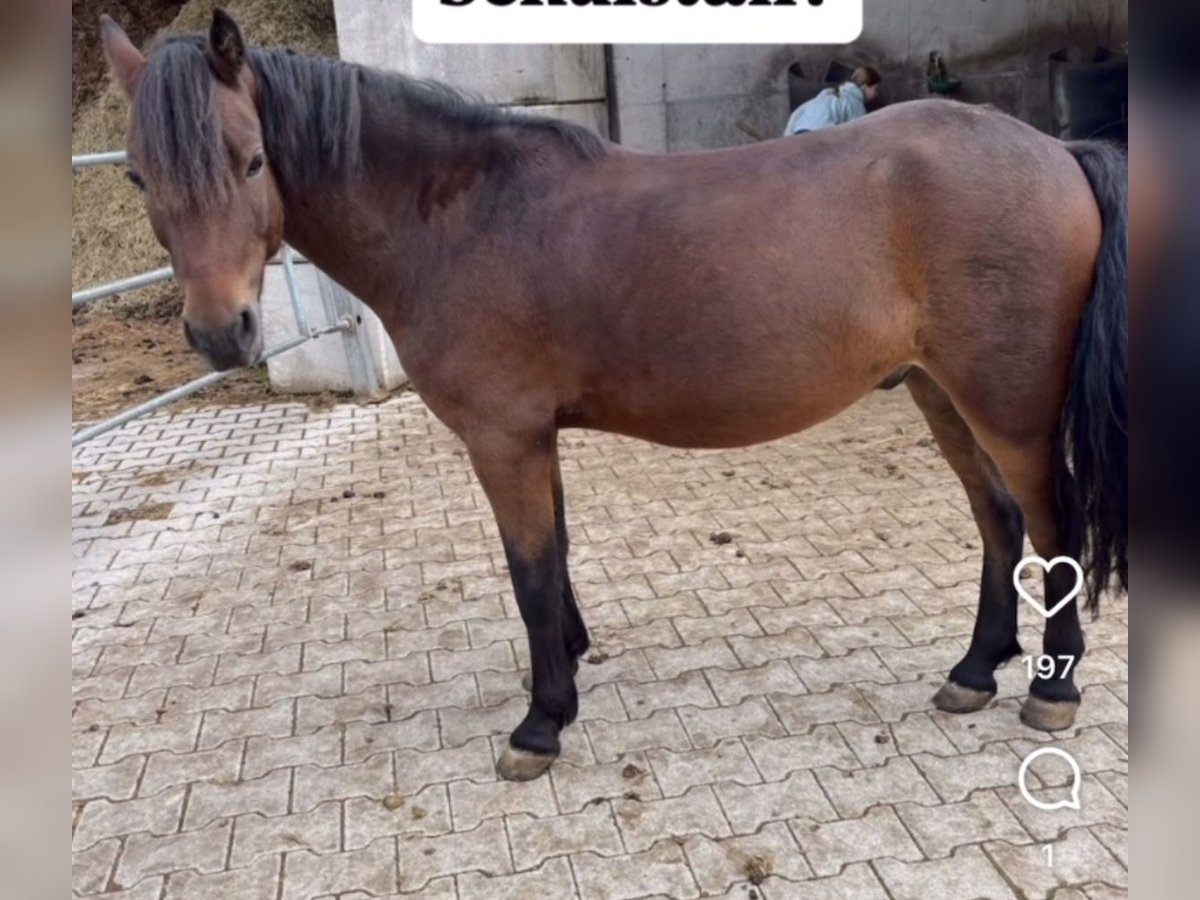 Poni Dartmoor Caballo castrado 5 años 130 cm Castaño oscuro in Aurach