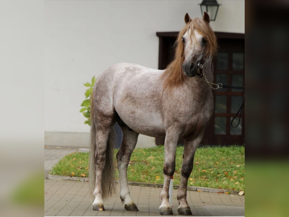 Poni Dartmoor Semental 16 años 120 cm Tordo ruano in Buch am Irchel