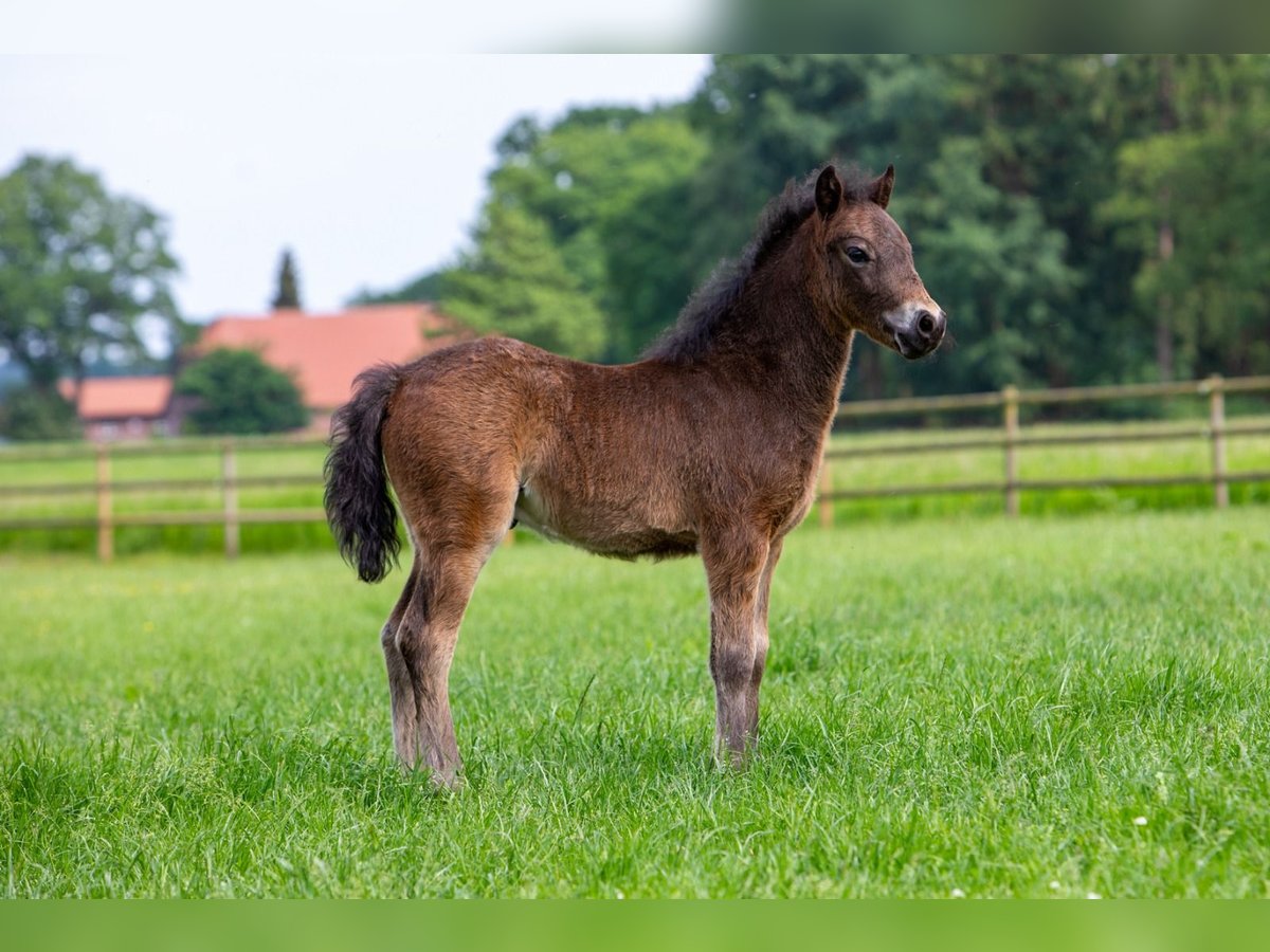 Poni Dartmoor Semental 1 año 126 cm Negro in Edewecht