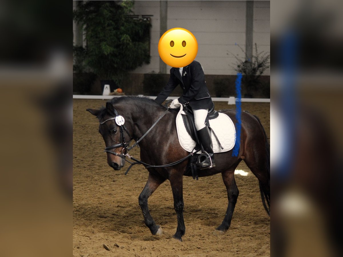 Poni Dartmoor Mestizo Yegua 17 años Castaño in B&#xFC;nde