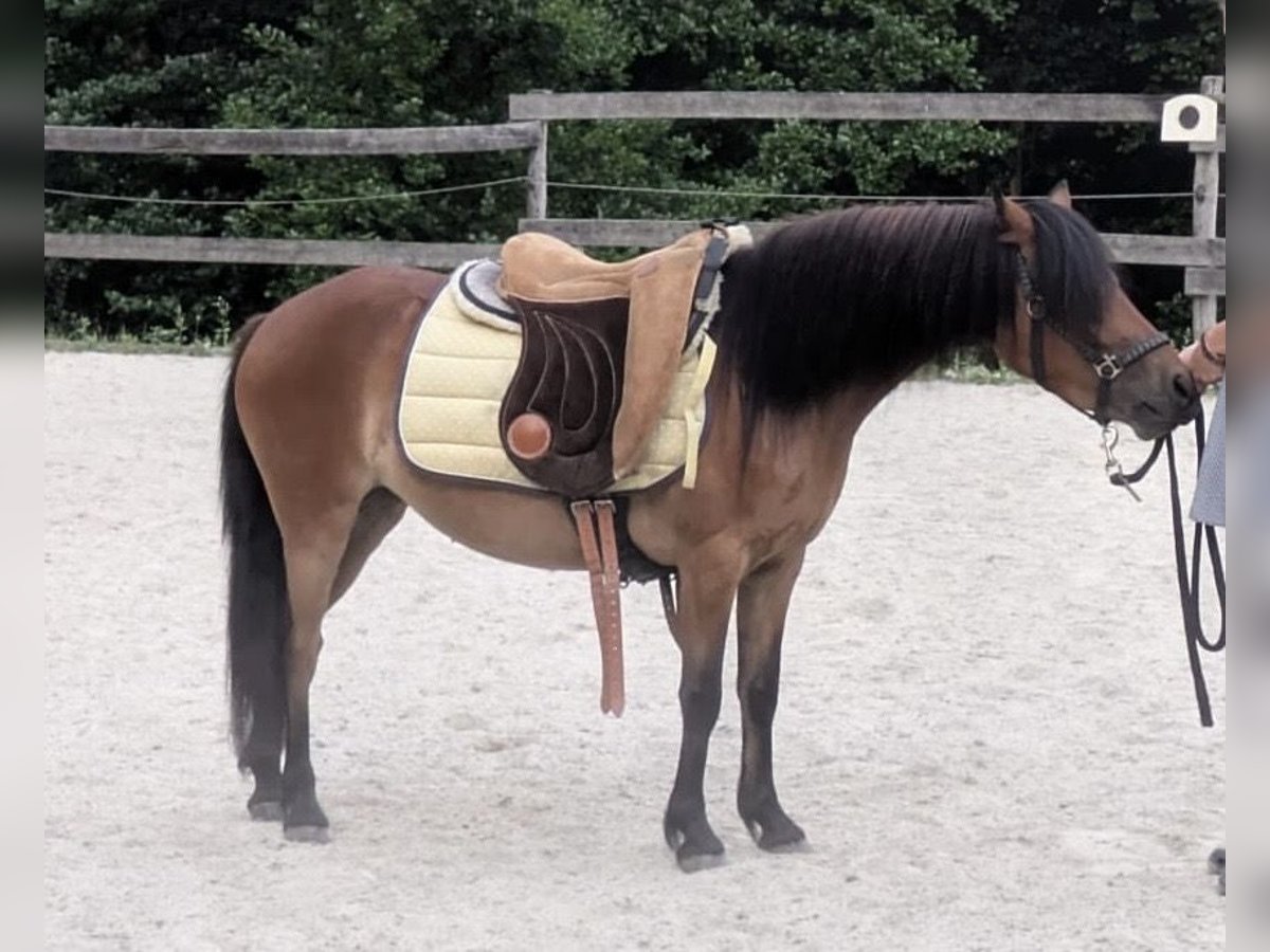 Poni Dartmoor Mestizo Yegua 3 años 120 cm Castaño in Bad Schwanberg