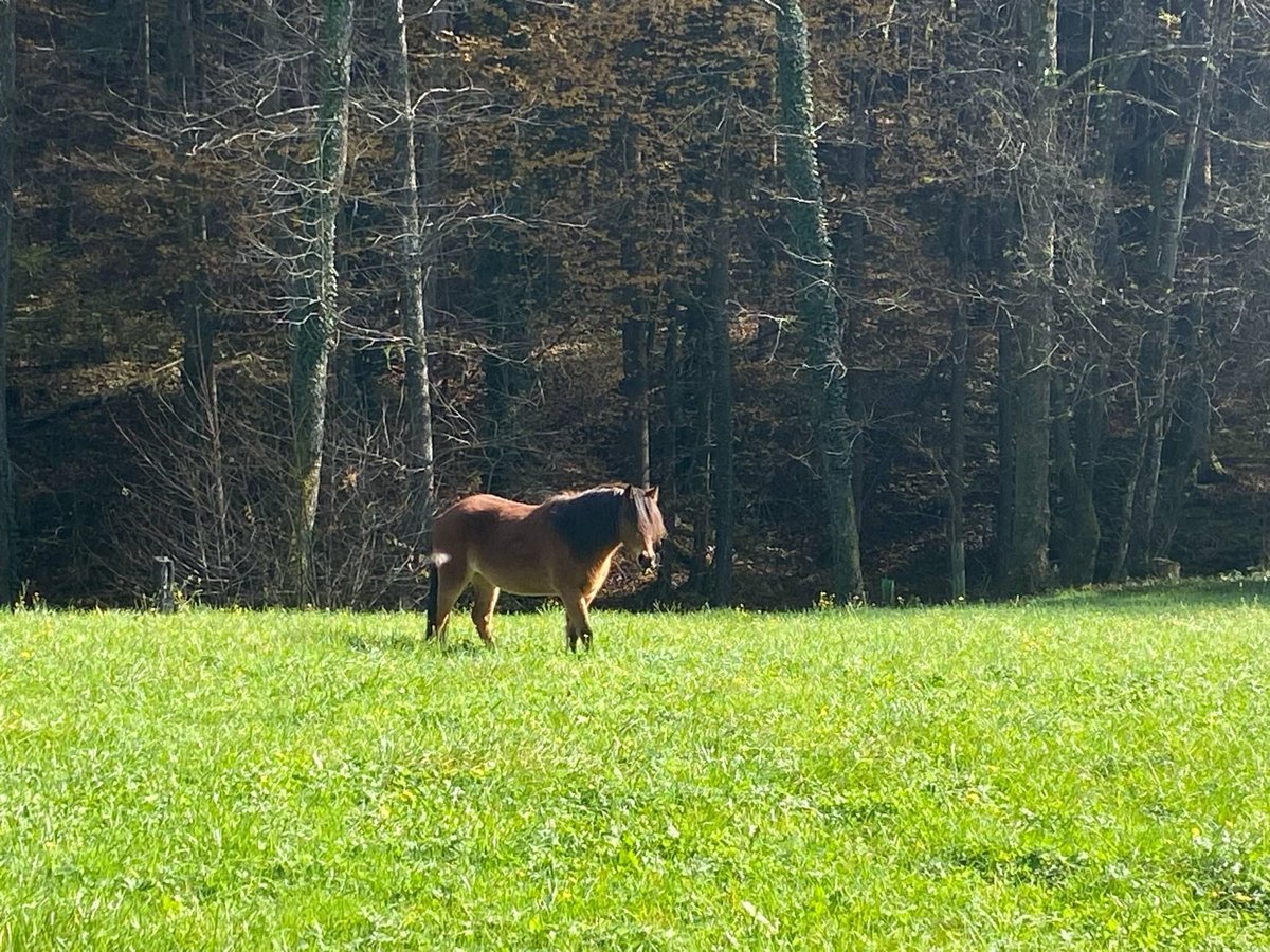 Poni Dartmoor Mestizo Yegua 3 años 120 cm Castaño in Bad Schwanberg