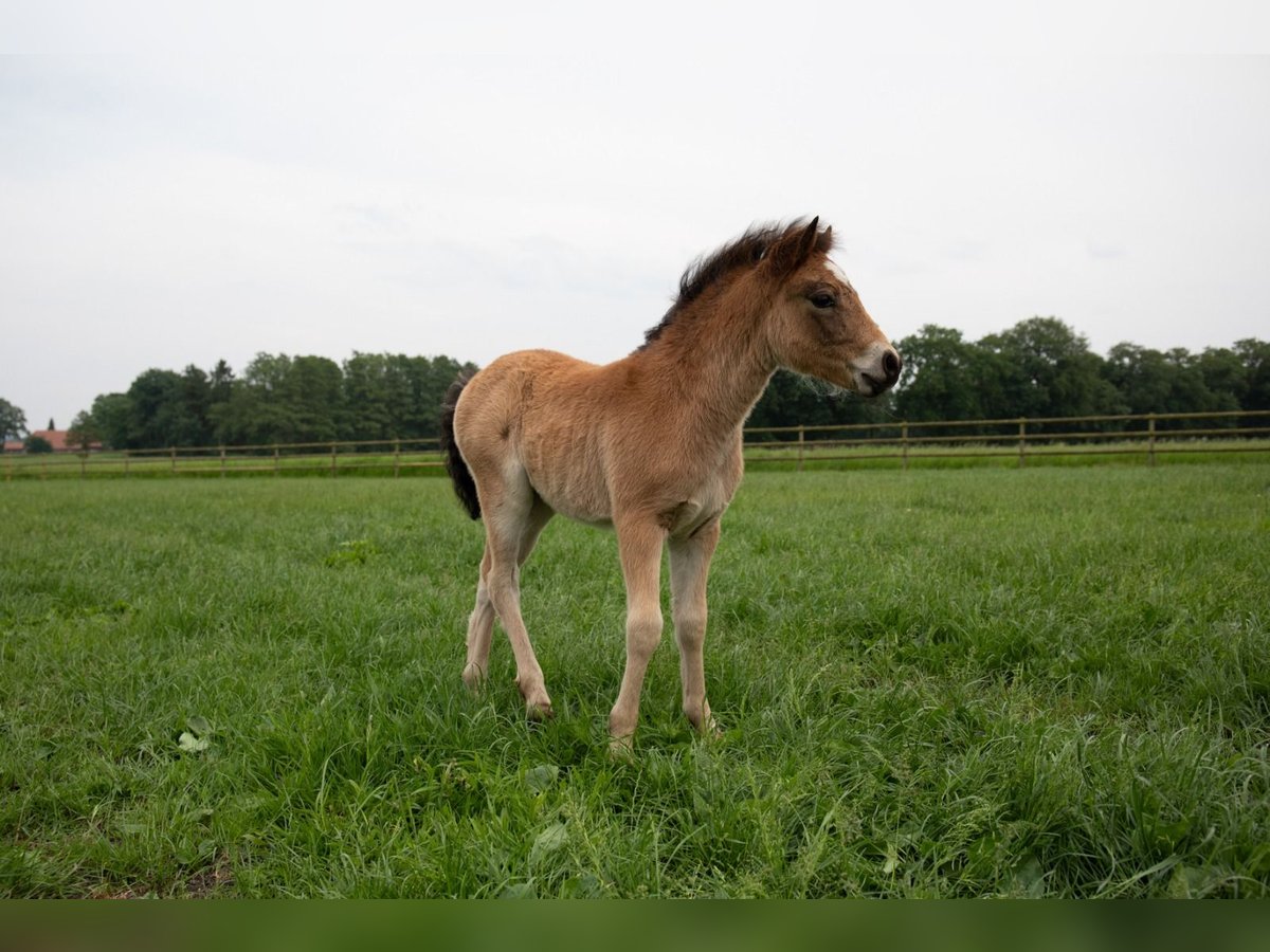 Poni Dartmoor Yegua Potro (04/2024) 127 cm Castaño in Edewecht