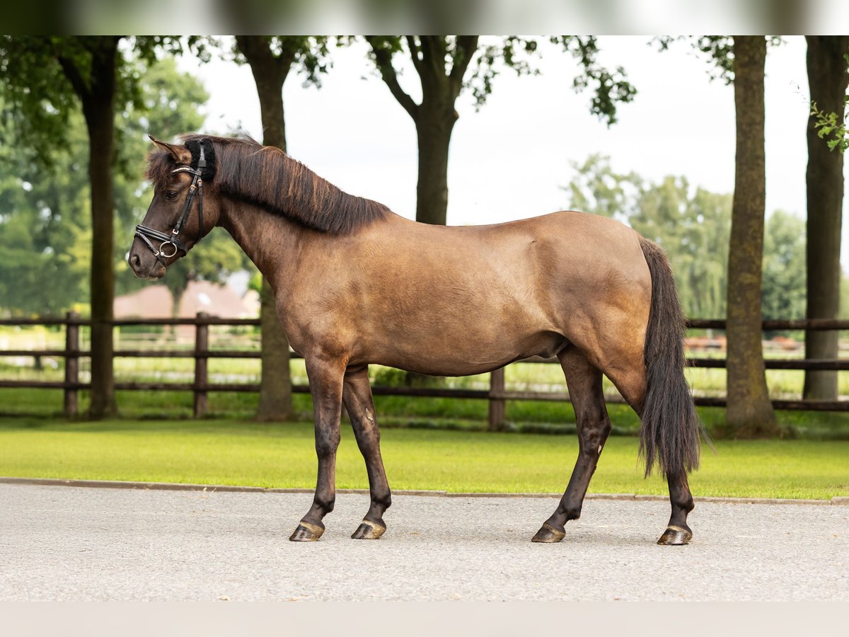 Poni de Dulmen Caballo castrado 5 años Bayo in Bocholt