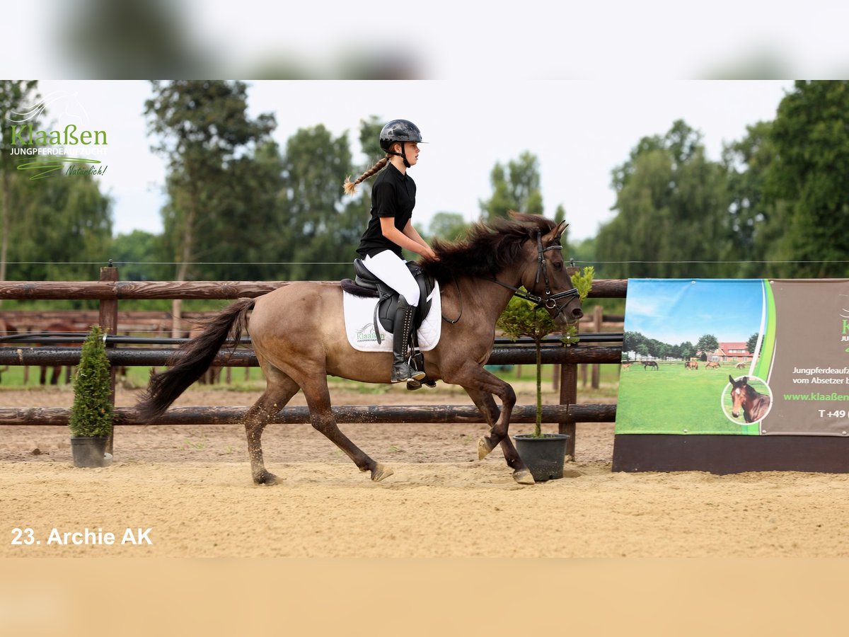 Poni de Dulmen Caballo castrado 5 años Bayo in Bocholt