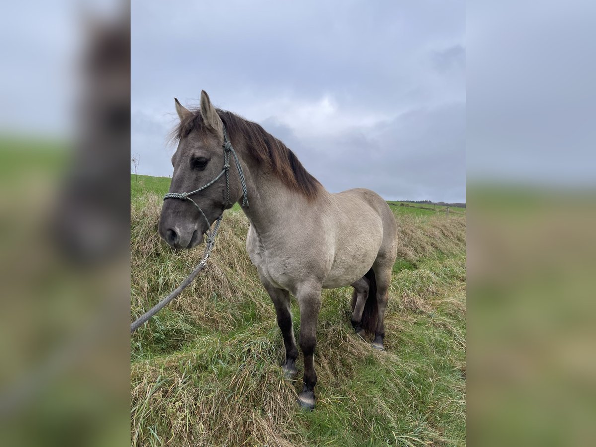 Poni de Dulmen Caballo castrado 8 años 137 cm Bayo in Wipperf&#xFC;rth