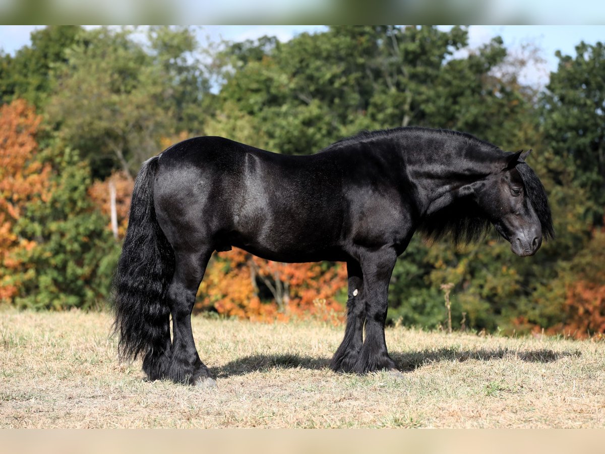 Poni Fell Caballo castrado 10 años 137 cm Negro in Millersburg