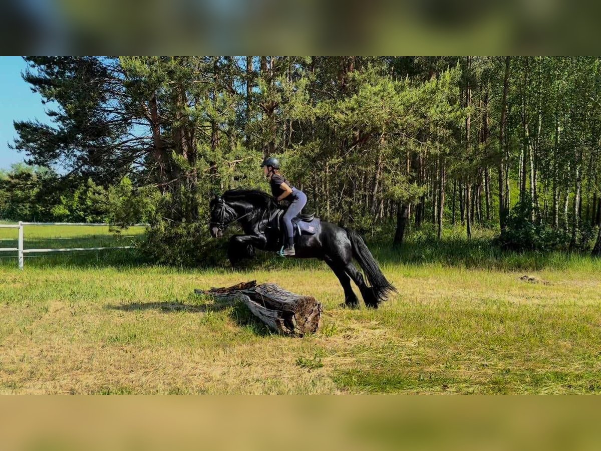 Poni Fell Caballo castrado 14 años 142 cm Negro in Santok