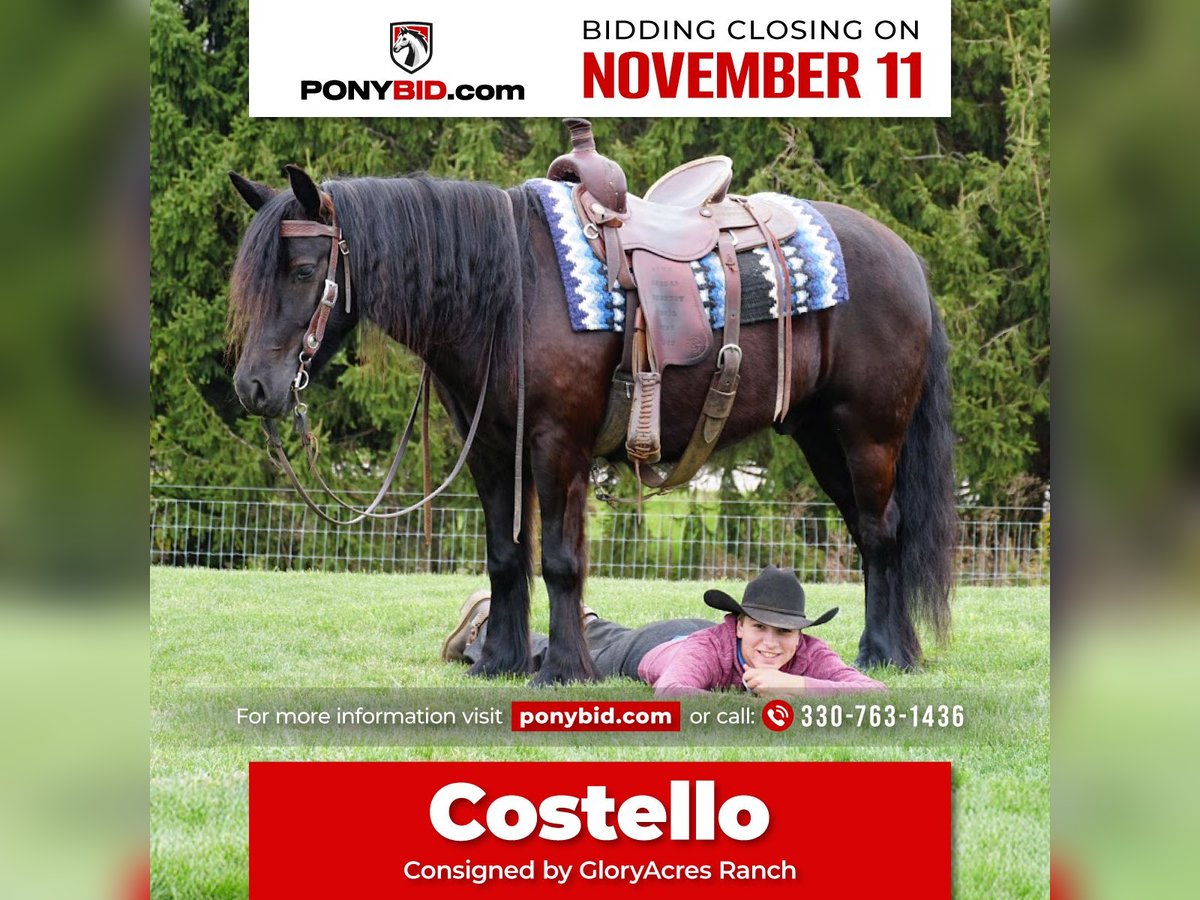 Poni Fell Caballo castrado 4 años Negro in Wooster